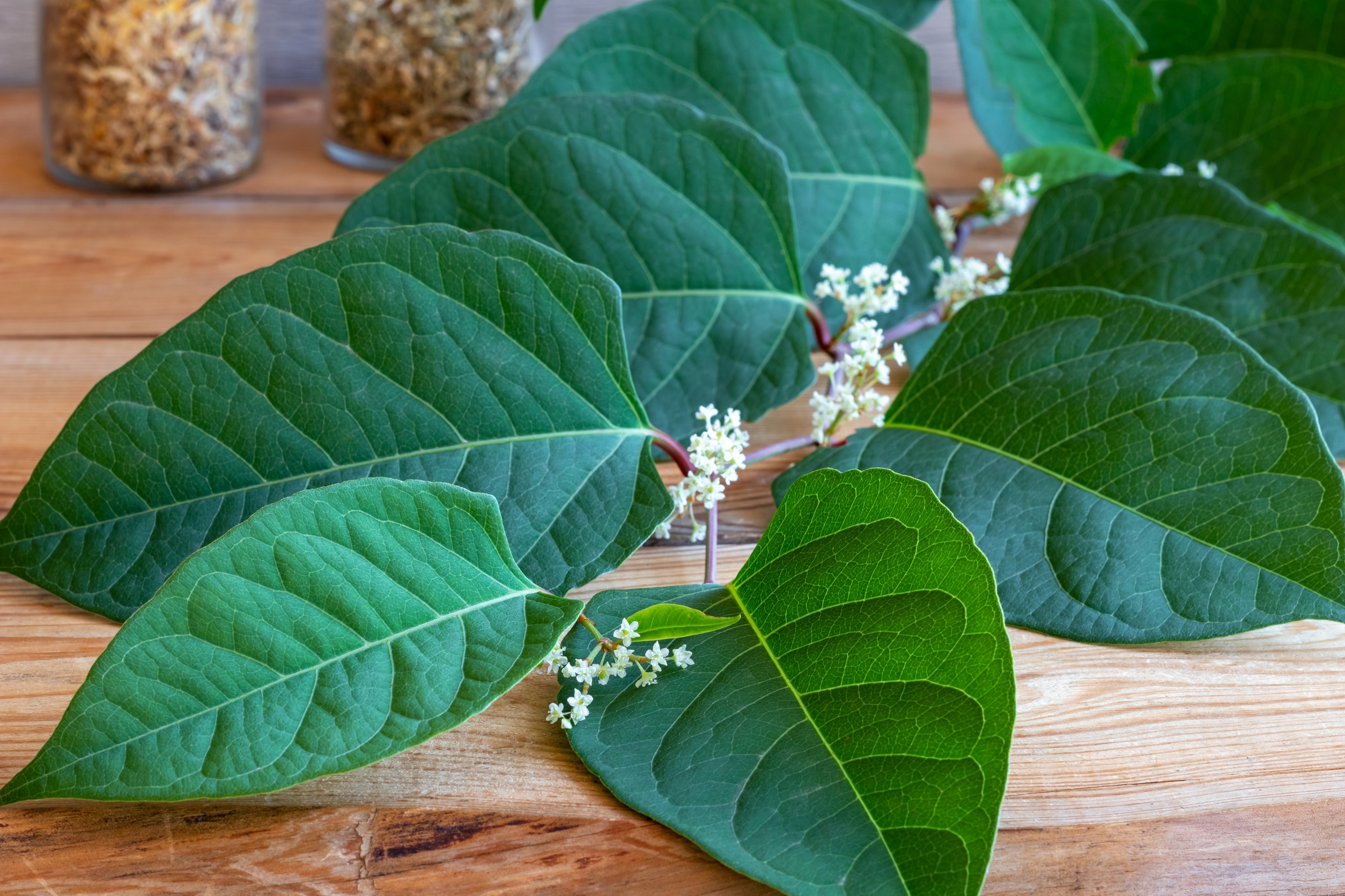 Ingredient: Japanese Knotweed Root Extract