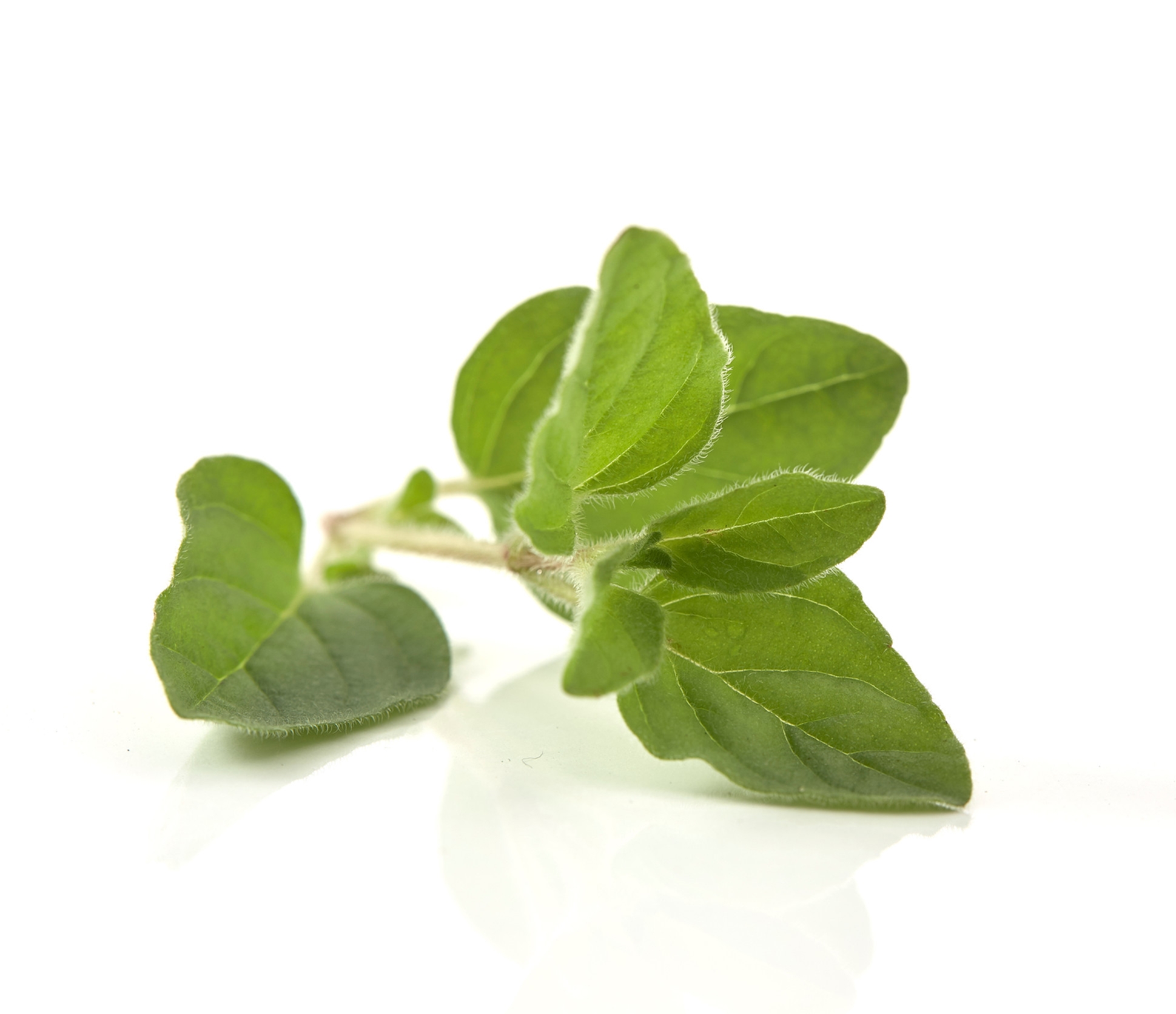 Ingredient: Oregano Herb Extract